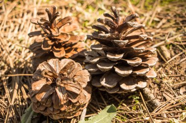 Ormanda üç koniler