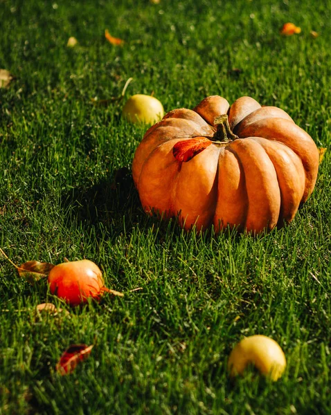 pumpkin on the grass with fallen leaves and apples