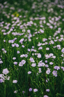Büyük bir mavi beyaz keten tarlası