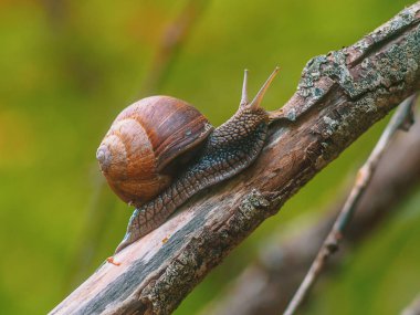 Erken ormandaki yeşil yaprak üzerinde tarama salyangoz Close-Up.