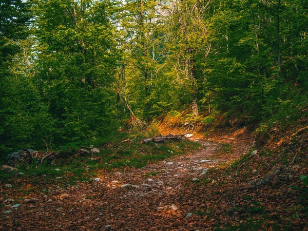 Yeşil mistik orman yolu. Güzel doğa. Sabah yürüyüş