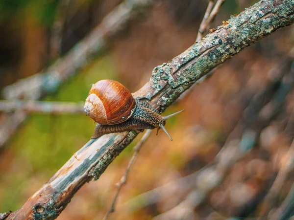 Erken ormandaki yeşil yaprak üzerinde tarama salyangoz Close-Up.