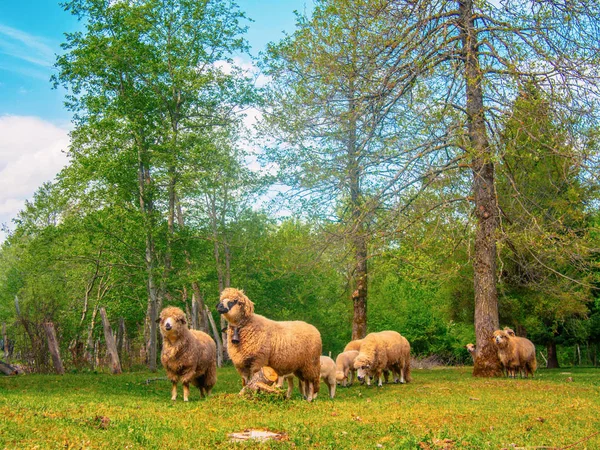 Een kudde schapen, lammeren en rammen op een boerderij voeding — Stockfoto