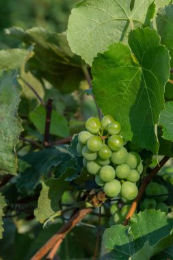 Güneşin altında olgunlaşmış yeşil üzümler. Olgunlaşmamış yeşil üzüm