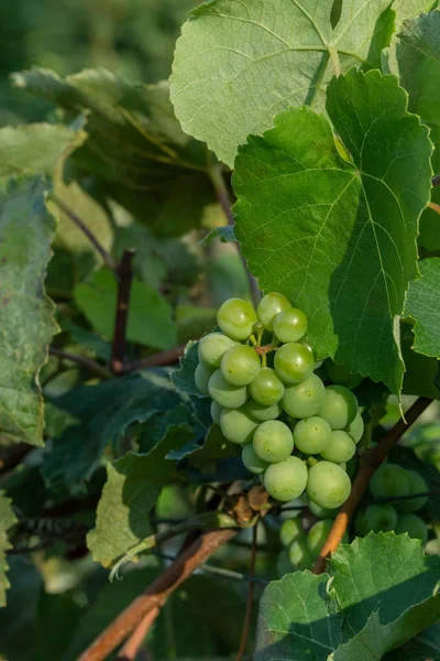 Güneşin altında olgunlaşmış yeşil üzümler. Olgunlaşmamış yeşil üzüm