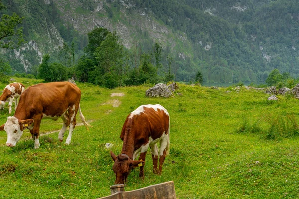 Vacas Prado Montaña Verde Alto Con Altas Montañas Fondo — Foto de Stock