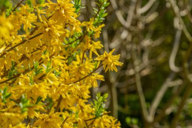 Sınır hor çiçeği dekoratif yaprak döken çalı Bahçe kökeni var. Forythia çiçek yeşil çim ve mavi gökyüzü önünde. Altın çan, sınır hor çiçeği