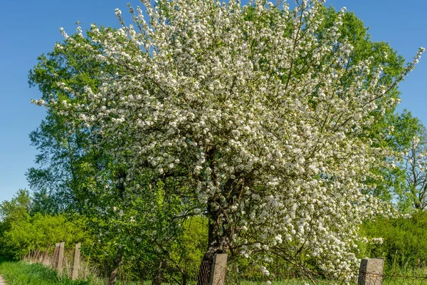 Die Schöne Blüte Der Dekorativen Weißen Apfel Und Obstbäume Über — Stockfoto