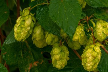 Güneş ışığında yeşil yaprakları ile su damlaları ile yeşil şerbetçiotu