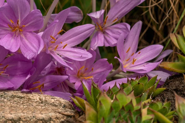 Colchicum Autumnale Cor Clara Canteiro Flores — Fotografia de Stock