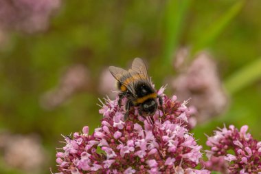 Bulanık arka planlı pembe bir çiçek üzerinde bir bumblebee