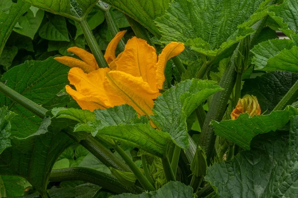 Güneş Işığı Içinde Büyük Sarı Çiçekler Yeşil Yaprakları Ile Bir — Stok fotoğraf