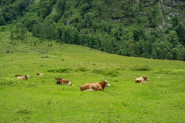 Vacas Pardas Prado Montaña Verde Montañas Fondo — Foto de Stock