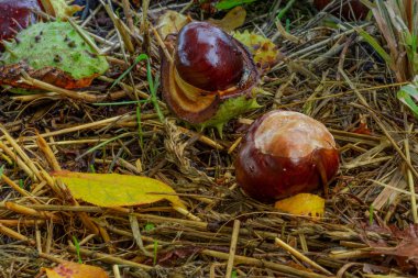 Kestaneler yağmurlu bir günün ardından sonbaharda yerde yatar.