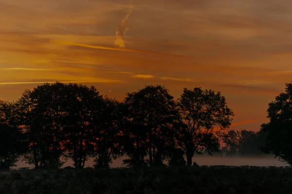 Siluety Stromů Louce Podzim Mlhou Krásným Východem Slunce — Stock fotografie