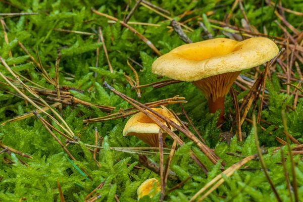 Houby Lese Mechem Jako Detailní Záběr Slunci — Stock fotografie