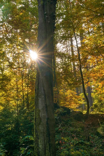 Blick Durch Herbstliche Blätter Die Sonne Mit Ihren Sonnenstrahlen — Stockfoto