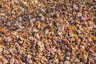 Çim üzerinde yalan sarı renkli sonbahar yaprakları