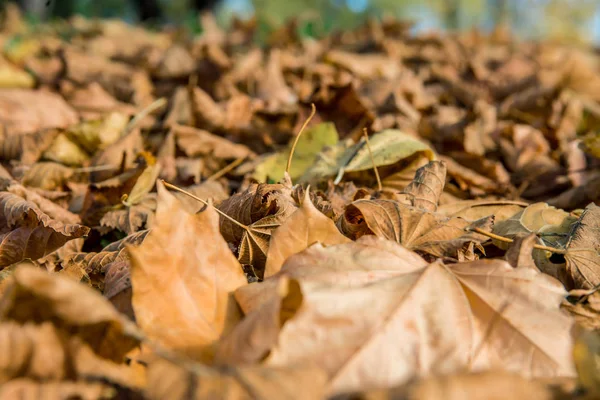 Yellow Colored Autumn Leaves Lie Grass — Stock Photo, Image