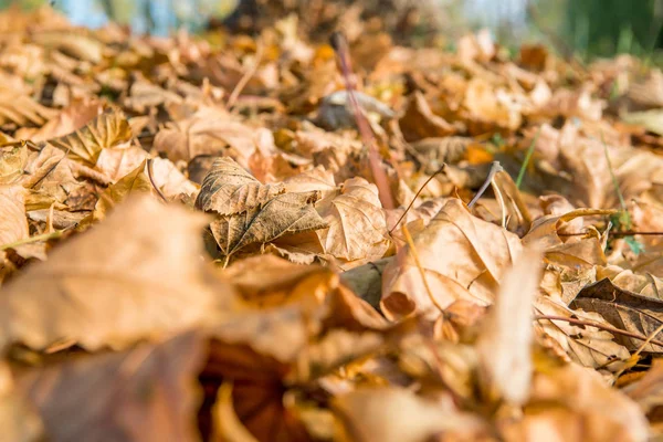 Yellow Colored Autumn Leaves Lie Grass — Stock Photo, Image