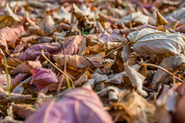 Yellow Colored Autumn Leaves Lie Grass — Stock Photo, Image