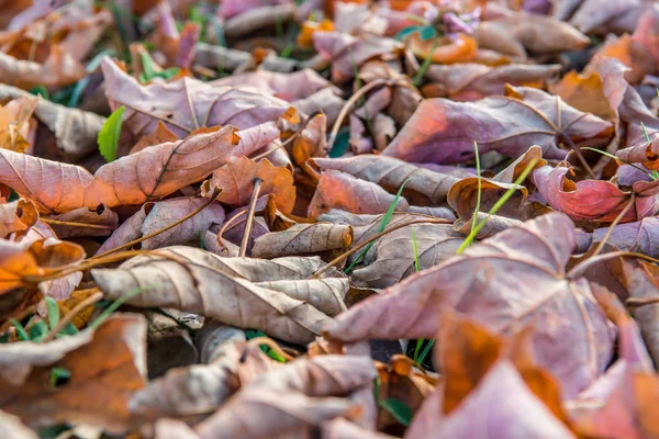 Yellow Colored Autumn Leaves Lie Grass — Stock Photo, Image