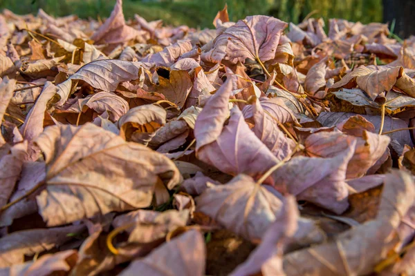 Yellow Colored Autumn Leaves Lie Grass — Stock Photo, Image