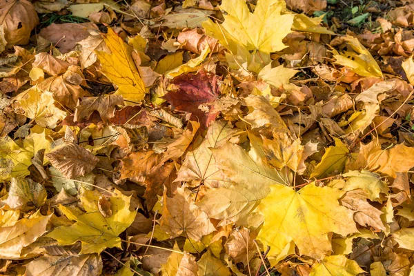 Yellow Colored Autumn Leaves Lie Grass — Stock Photo, Image