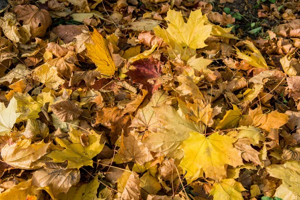 Yellow Colored Autumn Leaves Lie Grass — Stock Photo, Image