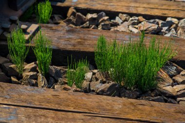 Demiryolu tuval, demiryolu parça, dağ diken diken, dağlar orman, ağaçlar, dağlar demiryolu parça