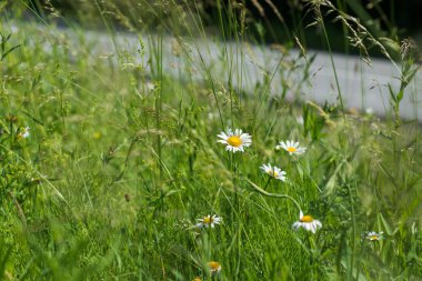 alan daisy road yakınındaki 