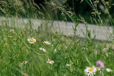 alan daisy road yakınındaki 