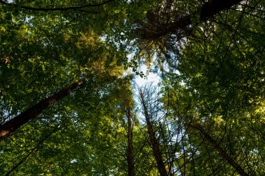 Doğa, manzara, dağlar, orman ağacı, güvercin gökyüzü