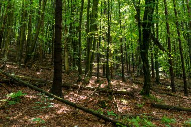 Doğa, manzara, dağlar, orman ağacı, güvercin gökyüzü