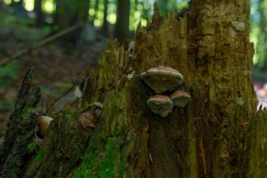 Doğa, manzara, dağlar, orman ağacı, güvercin gökyüzü