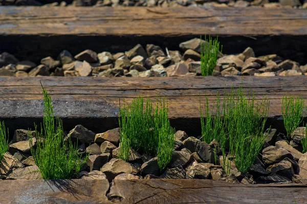 Demiryolu tuval, demiryolu parça, dağ diken diken, dağlar orman, ağaçlar, dağlar demiryolu parça