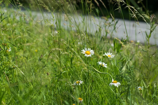 alan daisy road yakınındaki 