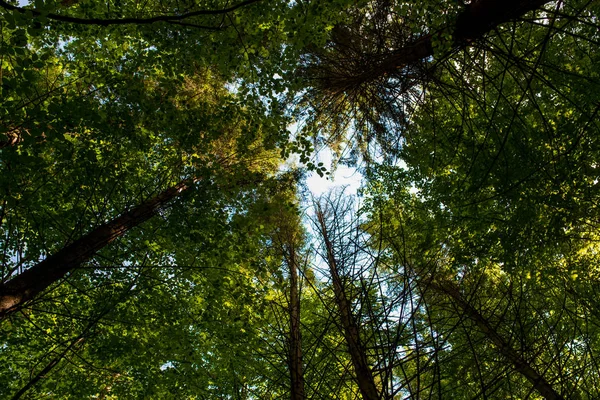 Doğa, manzara, dağlar, orman ağacı, güvercin gökyüzü