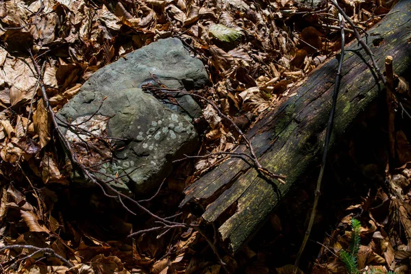 Příroda Krajina Hory Lesní Strom Obloha Holubice — Stock fotografie