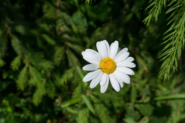 Margaretă Câmp Lângă Drum — Fotografie, imagine de stoc