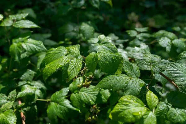 Regen Druppels Bladeren Van Bomen Struiken Het Bos — Stockfoto