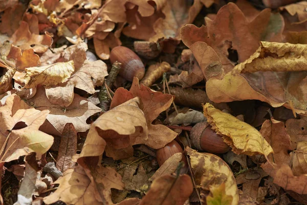 Autumn Yellow Dry Leaves Acorns — Stock Photo, Image