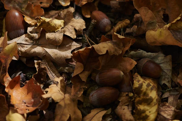 Autumn Yellow Dry Leaves Acorns — Stock Photo, Image