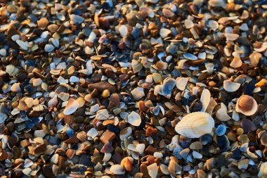 küçük renkli kum üzerinde Doğu güneşin deniz kabukları ve deniz