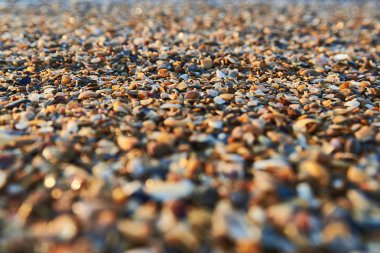 küçük renkli kum üzerinde Doğu güneşin deniz kabukları ve deniz