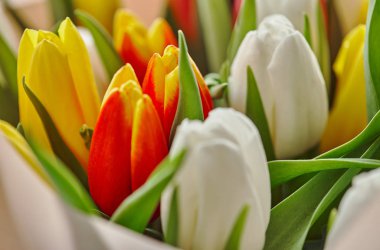 bir sürü beyaz, kırmızı ve Sarı Lale