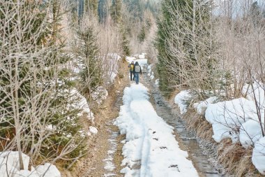 soğuk kış kar sabah orman kaplı