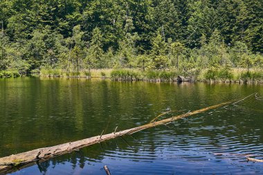 dağ nehir, dağlar, doğa, yeşil ormanlar ve hafifçe mavi gökyüzü