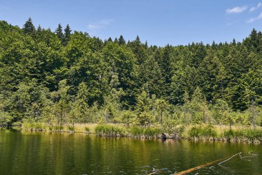 dağ nehir, dağlar, doğa, yeşil ormanlar ve hafifçe mavi gökyüzü