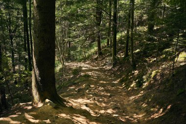 dağ nehir, dağlar, doğa, yeşil ormanlar ve hafifçe mavi gökyüzü